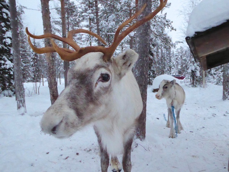 Lapland with kids