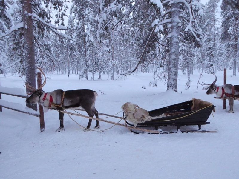 Reindeer Safari Lapland
