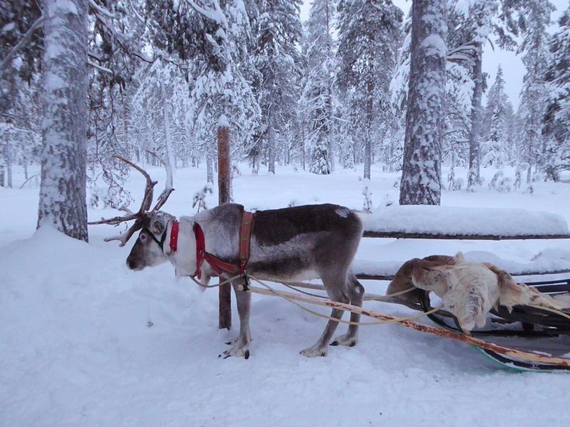 Reindeer Safari with Snow Fun Saris Finland