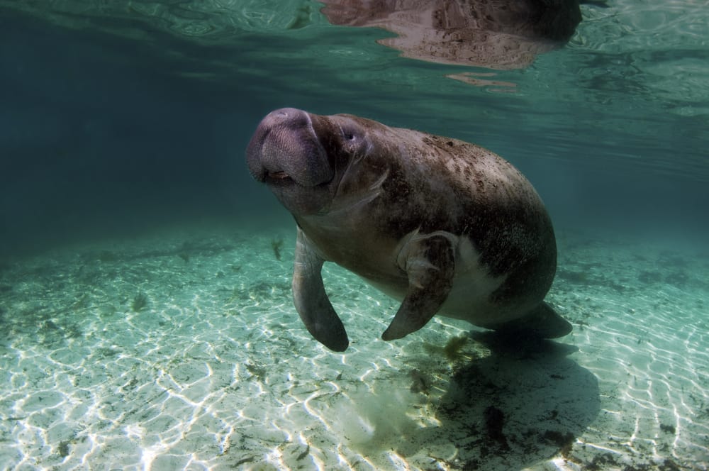 where to see manatees in Florida