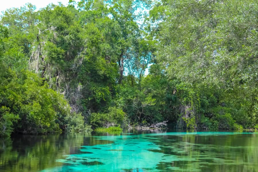 Where to see manatees in Florida
