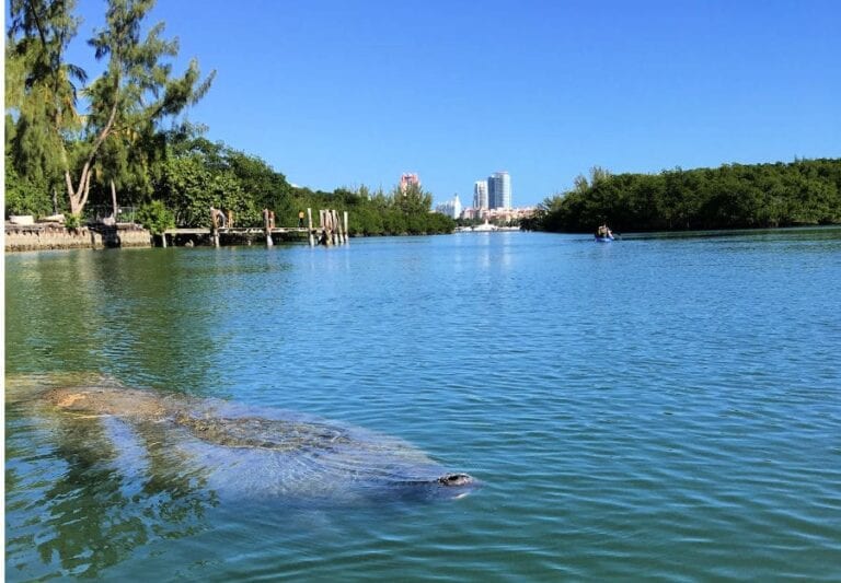 Wondering where to see manatees in Florida? These are the 15 best spots