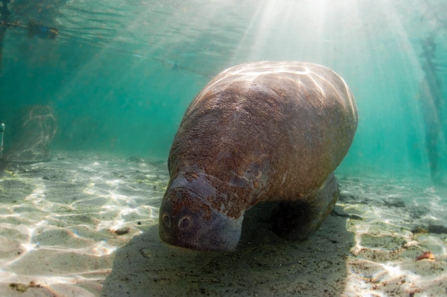 Where to see manatees in Florida