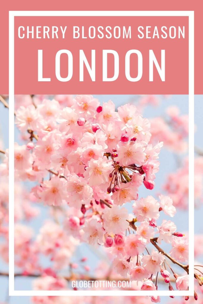 Cherry blossom London