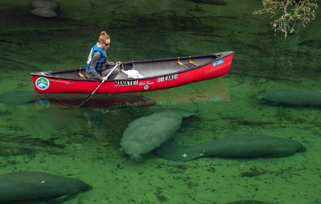 where to see manatees in Florida