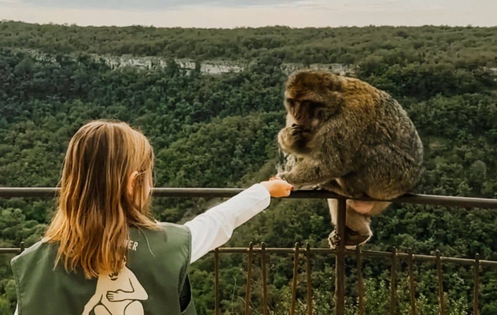 foret des singes monkey forest