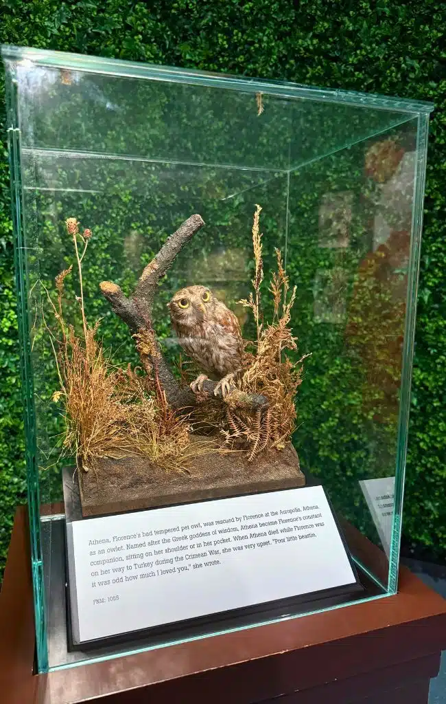 Florence Nightingale's pet owl, Athena, on display at The Florence Nightingale Museum, London