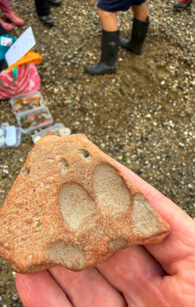 Paw prints found in a piece of pottery: mudlarking in London