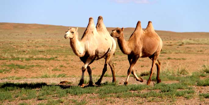 Mongolian camels!