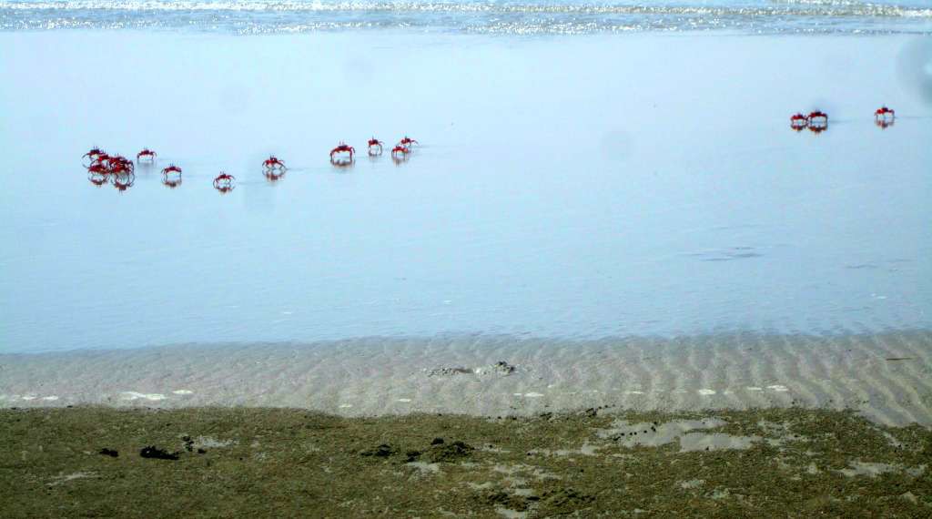 Red crabs on the beach at the Mermaid Eco Resort, Bangladesh